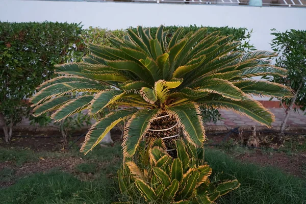 호텔의 지역에 야자나무 Arecaceae 스코트 영구적으로 식물의 과이다 이집트의 시나이 — 스톡 사진