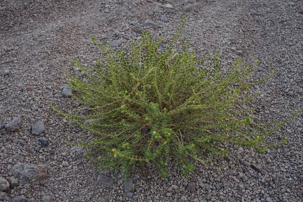 Cleome Chrysantha Rare Perennial Extreme Deserts Egypt Cleome Chrysantha Belongs — Stock Photo, Image