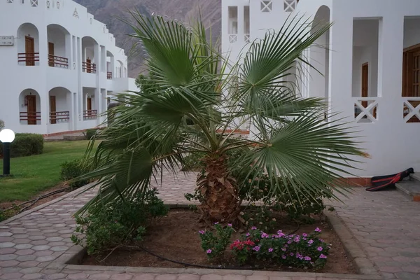 Φοινικόδεντρο Στην Περιοχή Αναψυχής Πάρκο Του Ξενοδοχείου Arecaceae Είναι Μια — Φωτογραφία Αρχείου