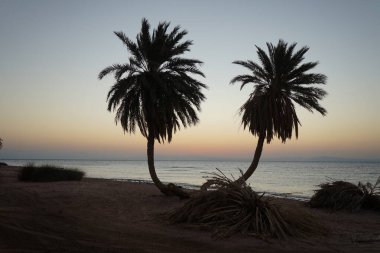 Güneşin doğuşunun ardından da hurma ağaçları... Dahab, Güney Sina Valiliği, Mısır 