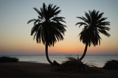 Güneşin doğuşunun ardından da hurma ağaçları... Dahab, Güney Sina Valiliği, Mısır 