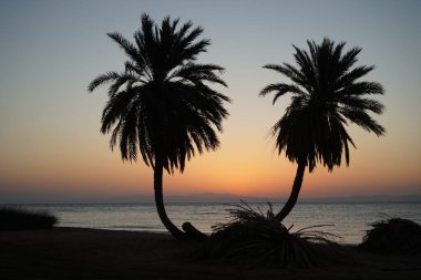 Akasya Körfezi 'nde, kızıl denizin üzerinde, doğmakta olan hurmalıklar... Dahab, Güney Sina Valiliği, Mısır 