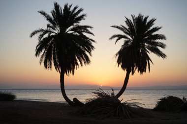 Akasya Körfezi 'nde, kızıl denizin üzerinde, doğmakta olan hurmalıklar... Dahab, Güney Sina Valiliği, Mısır 