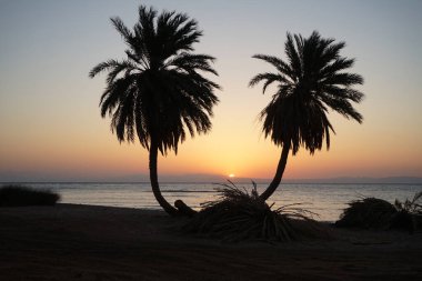 Akasya Körfezi 'nde, kızıl denizin üzerinde, doğmakta olan hurmalıklar... Dahab, Güney Sina Valiliği, Mısır 
