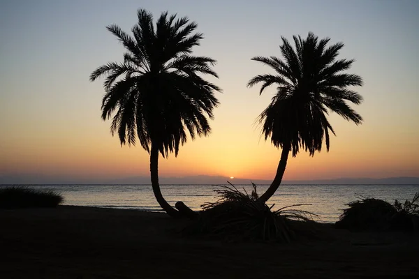 Data Palmy Tle Wschodu Słońca Nad Morzem Czerwonym Zatoce Akaba — Zdjęcie stockowe