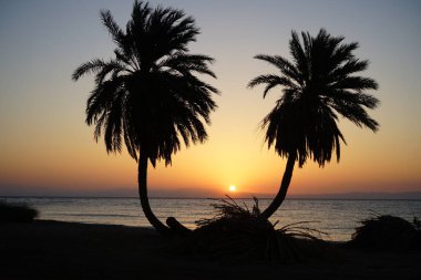 Akasya Körfezi 'nde, kızıl denizin üzerinde, doğmakta olan hurmalıklar... Dahab, Güney Sina Valiliği, Mısır 