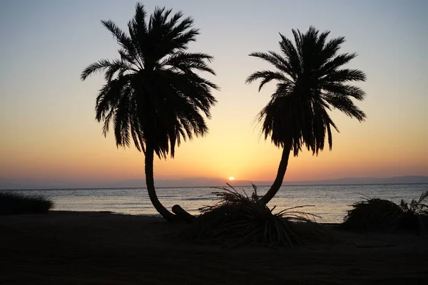 Palmeras Datileras Con Telón Fondo Del Amanecer Sobre Mar Rojo —  Fotos de Stock