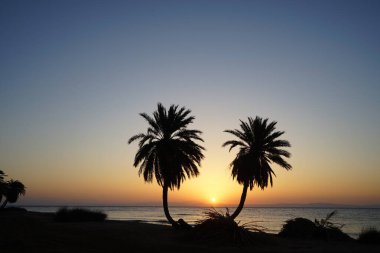 Akasya Körfezi 'nde, kızıl denizin üzerinde, doğmakta olan hurmalıklar... Dahab, Güney Sina Valiliği, Mısır 