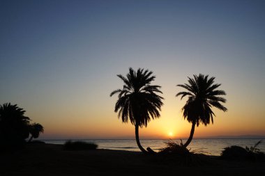 Akasya Körfezi 'nde, kızıl denizin üzerinde, doğmakta olan hurmalıklar... Dahab, Güney Sina Valiliği, Mısır 