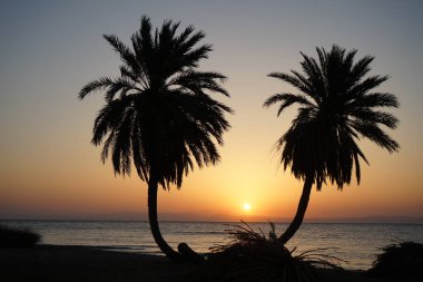 Akasya Körfezi 'nde, kızıl denizin üzerinde, doğmakta olan hurmalıklar... Dahab, Güney Sina Valiliği, Mısır 