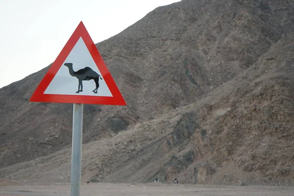 Sinal Estrada Indicando Possibilidade Presença Camelos Estrada Dahab Sul Sinai — Fotografia de Stock