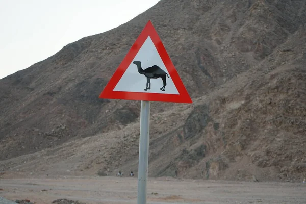 Sinal Estrada Indicando Possibilidade Presença Camelos Estrada Dahab Sul Sinai — Fotografia de Stock
