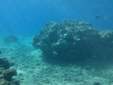 Dahab 'ın sualtı dünyası. Kızıl Deniz 'de balıklı mercan kayalıkları. Resif, canlı organizmalar tarafından oluşturulan biyojeolojik bir yapıdır. Su altı fotoğrafçılığı. Dahab, Güney Sina Valiliği, Mısır 