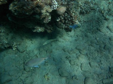 Dahab 'ın sualtı dünyası. Kızıl Deniz 'de balıklı mercan kayalıkları. Resif, canlı organizmalar tarafından oluşturulan biyojeolojik bir yapıdır. Su altı fotoğrafçılığı. Dahab, Güney Sina Valiliği, Mısır 