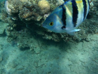 Dahab 'ın sualtı dünyası. Kızıl Deniz 'de balıklı mercan kayalıkları. Resif, canlı organizmalar tarafından oluşturulan biyojeolojik bir yapıdır. Su altı fotoğrafçılığı. Dahab, Güney Sina Valiliği, Mısır 