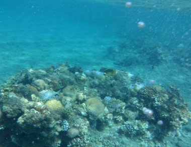 Dahab 'ın sualtı dünyası. Kızıl Deniz 'de balıklı mercan kayalıkları. Resif, canlı organizmalar tarafından oluşturulan biyojeolojik bir yapıdır. Su altı fotoğrafçılığı. Dahab, Güney Sina Valiliği, Mısır 