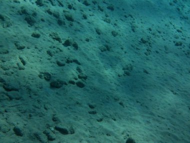 Dahab 'ın sualtı dünyası. Kızıl Deniz 'de balıklı mercan kayalıkları. Resif, canlı organizmalar tarafından oluşturulan biyojeolojik bir yapıdır. Su altı fotoğrafçılığı. Dahab, Güney Sina Valiliği, Mısır 