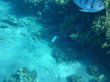 Dahab 'ın sualtı dünyası. Kızıl Deniz 'de balıklı mercan kayalıkları. Resif, canlı organizmalar tarafından oluşturulan biyojeolojik bir yapıdır. Su altı fotoğrafçılığı. Dahab, Güney Sina Valiliği, Mısır 
