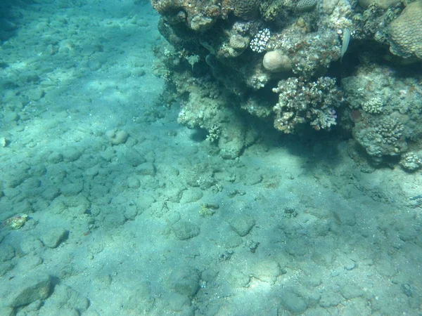 Underwater World Dahab Coral Reef Fish Red Sea Reef Biogeological — Stock Photo, Image