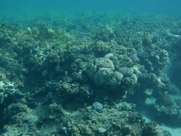 Mundo Subaquático Dahab Recife Coral Com Peixes Mar Vermelho Recife — Fotografia de Stock