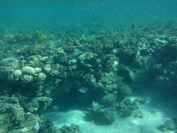 Mondo Sottomarino Dahab Barriera Corallina Con Pesci Nel Mar Rosso — Foto Stock