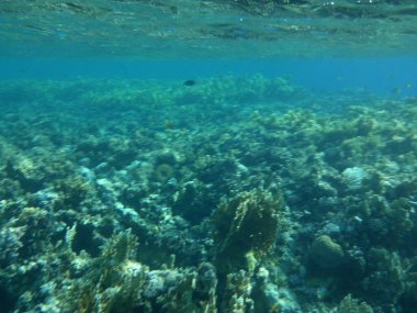 Dahab 'ın sualtı dünyası. Kızıl Deniz 'de balıklı mercan kayalıkları. Resif, canlı organizmalar tarafından oluşturulan biyojeolojik bir yapıdır. Su altı fotoğrafçılığı. Dahab, Güney Sina Valiliği, Mısır 