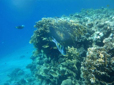Dahab 'ın sualtı dünyası. Kızıl Deniz 'de balıklı mercan kayalıkları. Resif, canlı organizmalar tarafından oluşturulan biyojeolojik bir yapıdır. Su altı fotoğrafçılığı. Dahab, Güney Sina Valiliği, Mısır 