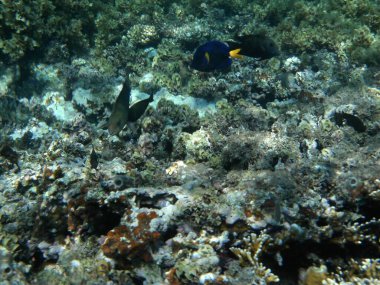 Dahab 'ın sualtı dünyası. Kızıl Deniz 'de balıklı mercan kayalıkları. Resif, canlı organizmalar tarafından oluşturulan biyojeolojik bir yapıdır. Su altı fotoğrafçılığı. Dahab, Güney Sina Valiliği, Mısır 