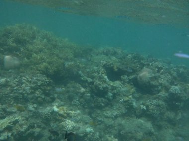 Dahab 'ın sualtı dünyası. Kızıl Deniz 'de balıklı mercan kayalıkları. Resif, canlı organizmalar tarafından oluşturulan biyojeolojik bir yapıdır. Su altı fotoğrafçılığı. Dahab, Güney Sina Valiliği, Mısır 