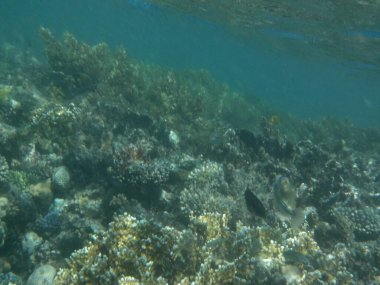 Dahab 'ın sualtı dünyası. Kızıl Deniz 'de balıklı mercan kayalıkları. Resif, canlı organizmalar tarafından oluşturulan biyojeolojik bir yapıdır. Su altı fotoğrafçılığı. Dahab, Güney Sina Valiliği, Mısır 