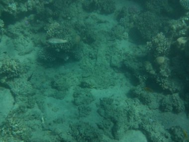 Dahab 'ın sualtı dünyası. Kızıl Deniz 'de balıklı mercan kayalıkları. Resif, canlı organizmalar tarafından oluşturulan biyojeolojik bir yapıdır. Su altı fotoğrafçılığı. Dahab, Güney Sina Valiliği, Mısır 