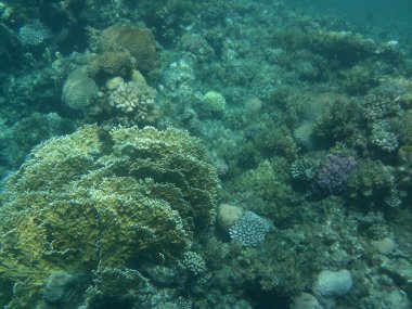 Dahab 'ın sualtı dünyası. Kızıl Deniz 'de balıklı mercan kayalıkları. Resif, canlı organizmalar tarafından oluşturulan biyojeolojik bir yapıdır. Su altı fotoğrafçılığı. Dahab, Güney Sina Valiliği, Mısır 
