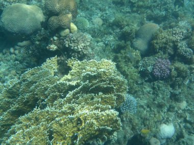 Dahab 'ın sualtı dünyası. Kızıl Deniz 'de balıklı mercan kayalıkları. Resif, canlı organizmalar tarafından oluşturulan biyojeolojik bir yapıdır. Su altı fotoğrafçılığı. Dahab, Güney Sina Valiliği, Mısır 