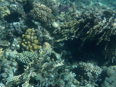 Dahab 'ın sualtı dünyası. Kızıl Deniz 'de balıklı mercan kayalıkları. Resif, canlı organizmalar tarafından oluşturulan biyojeolojik bir yapıdır. Su altı fotoğrafçılığı. Dahab, Güney Sina Valiliği, Mısır 