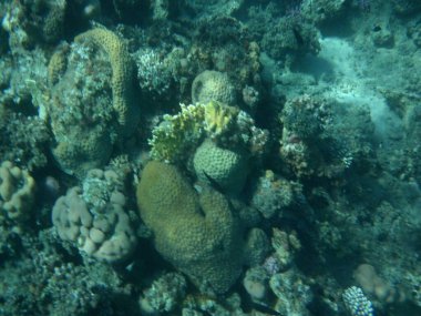 Dahab 'ın sualtı dünyası. Kızıl Deniz 'de balıklı mercan kayalıkları. Resif, canlı organizmalar tarafından oluşturulan biyojeolojik bir yapıdır. Su altı fotoğrafçılığı. Dahab, Güney Sina Valiliği, Mısır 