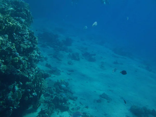 Mundo Subaquático Dahab Recife Coral Com Peixes Mar Vermelho Recife — Fotografia de Stock