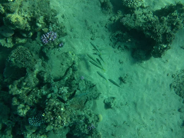 Underwater World Dahab Coral Reef Fish Red Sea Reef Biogeological — Stock Photo, Image