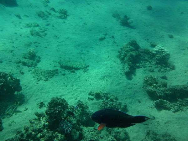 Mundo Submarino Dahab Arrecife Coral Con Peces Mar Rojo Arrecife — Foto de Stock