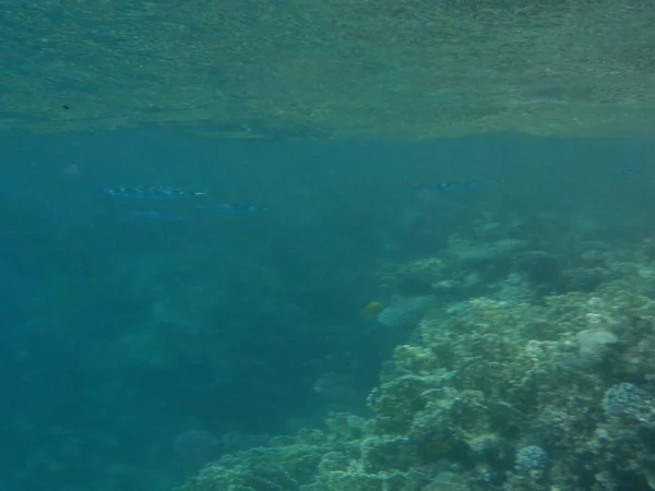 Mundo Subaquático Dahab Recife Coral Com Peixes Mar Vermelho Recife — Fotografia de Stock