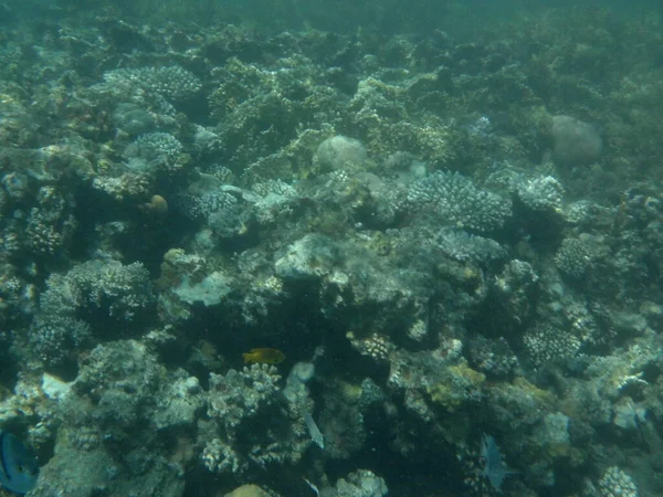 Dahab Sualtı Dünyası Kızıl Deniz Balıklı Mercan Kayalıkları Resif Canlı — Stok fotoğraf