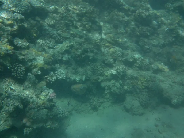 Підводний Світ Дахаба Кораловий Риф Рибою Червоному Морі Риф Біологічна — стокове фото