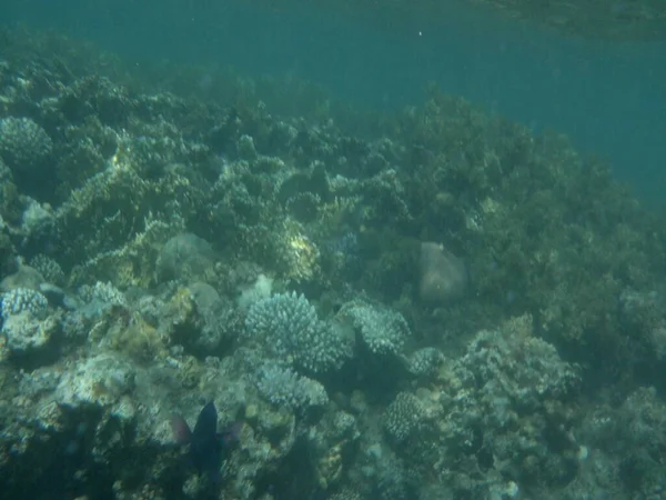 Underwater World Dahab Coral Reef Fish Red Sea Reef Biogeological — Stock Photo, Image