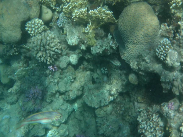 Podwodny Świat Dahab Rafa Koralowa Rybami Morzu Czerwonym Rafa Jest — Zdjęcie stockowe