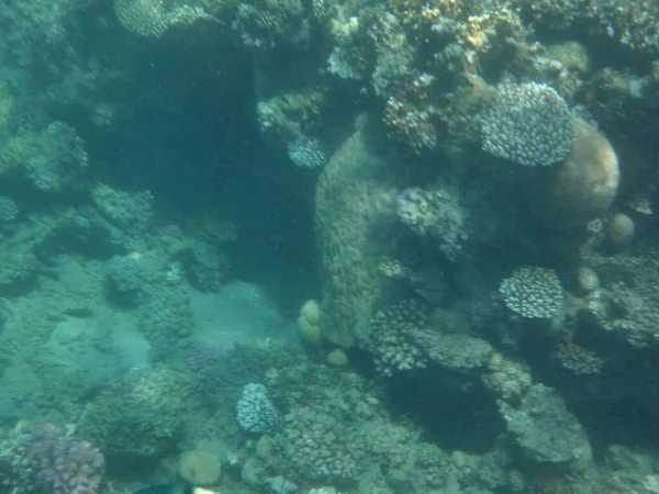 Die Unterwasserwelt Von Dahab Korallenriff Mit Fischen Roten Meer Ein — Stockfoto