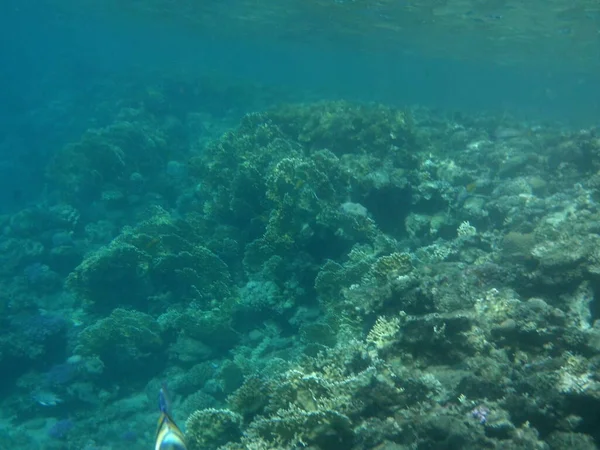 Mondo Sottomarino Dahab Barriera Corallina Con Pesci Nel Mar Rosso — Foto Stock