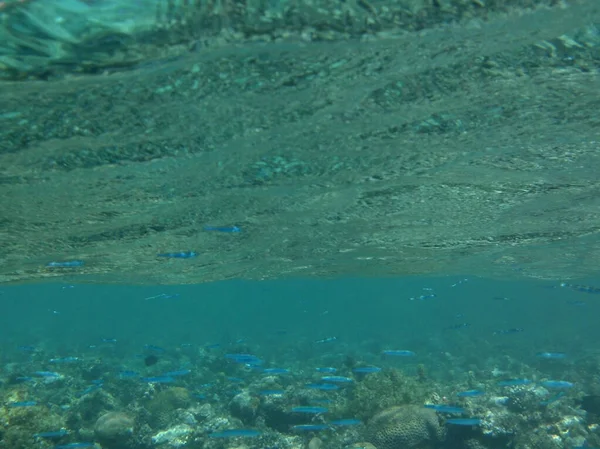 ダハブの水中世界 紅海の魚とサンゴのサンゴ礁 サンゴ礁は生物によって形成される生物学的構造である 水中写真 エジプト南シナイ県ダハブ — ストック写真