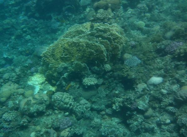 Mundo Submarino Dahab Arrecife Coral Con Peces Mar Rojo Arrecife — Foto de Stock