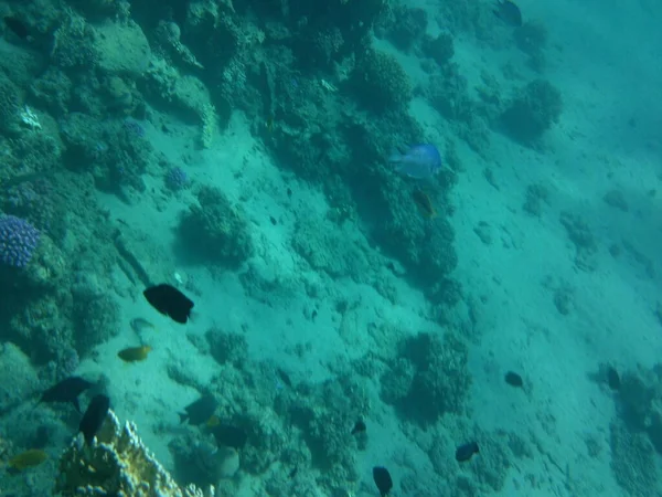 Dahabs Undervattensvärld Korallrev Med Fisk Röda Havet Ett Rev Biogeologisk — Stockfoto