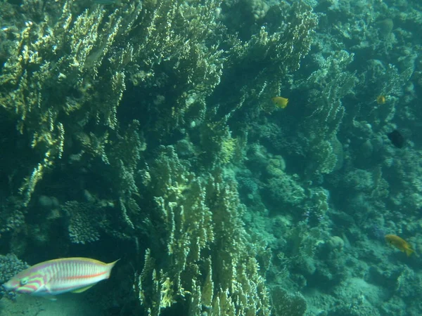 Mundo Submarino Dahab Arrecife Coral Con Peces Mar Rojo Arrecife —  Fotos de Stock