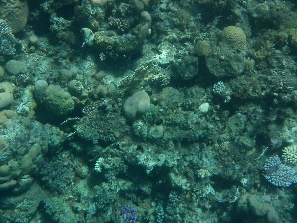 Mundo Submarino Dahab Arrecife Coral Con Peces Mar Rojo Arrecife — Foto de Stock